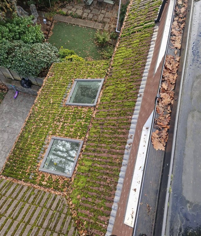 Heavily moss-covered tiled roof photographed before professional roof cleaning